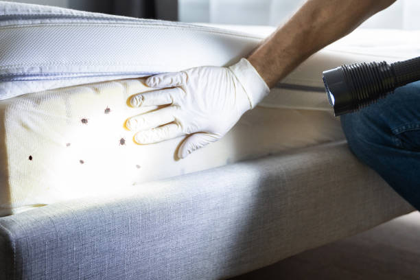 Best Termite Control Services  in Shaw Heights, CO